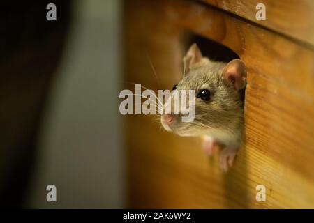 Eine niedliche Ratte aus einem hölzernen Kasten Stockfoto