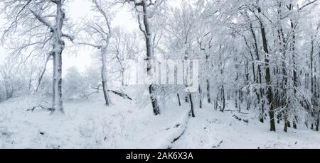 Panorama des Winterwaldes mit Bäumen bedeckt Schnee Stockfoto