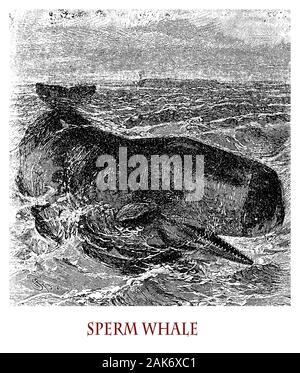 Pottwal Physeter macrocephalus oder Marine Mammal ist die größte der Zahnwale und geschützten Arten, kann es bis zu 20 Meter messen. Stockfoto