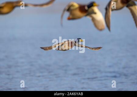 Vorderansicht der Sonnenbeschienenen wilde UK drake Stockente (Anas platyrhynchos) in der Luft. Stockente über Wasser in Herde fliegen an Feuchtgebiete finden. Stockfoto