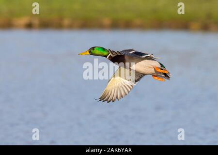 Wild UK Stockente drake (Anas platyrhynchos) in der Luft Flug isoliert. Mallard Ente fliegen über Wasser in der Herbstsonne, Feuchtgebiete Reserve. Stockfoto