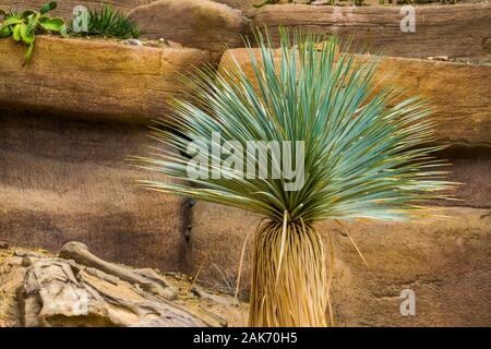 Yucca tree in Nahaufnahme, tropische Pflanze, Gattung aus der Wüste von Amerika Stockfoto