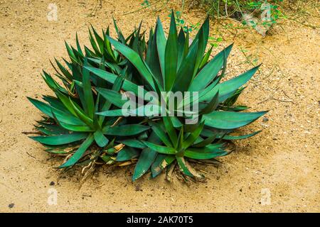 Nahaufnahme von einem Palm Lily, beliebte Yucca gloriosa Specie, tropische Pflanze specie aus Amerika Stockfoto