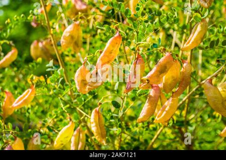 Blase senna Bush, tropische Pflanze mit Samenkapseln, exotischen Holzarten aus Europa und Afrika Stockfoto