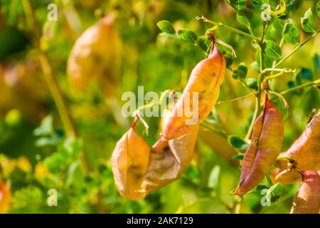 Detailansicht der Samenkapseln einer Blase senna Bush, tropische Pflanze Holzarten aus Europa und Afrika Stockfoto