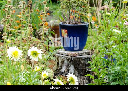 Blauer Keramiktopf im bewachsenen Kleingarten, Gartenblumen im Spätsommer, Container Stockfoto