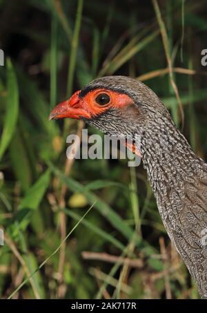 Red-necked Francolin (cranchii Pternistis Afer) Nahaufnahme von adulten Kopf Queen Elizabeth National Park, Uganda November Stockfoto