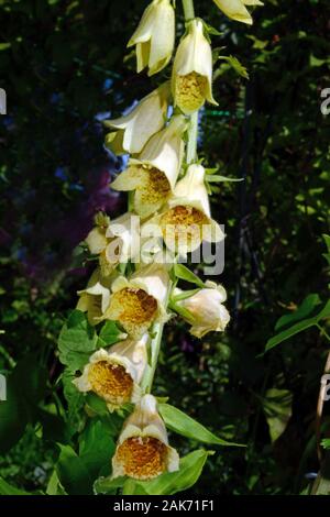 Digitalis lutea (Kleiner Gelber Fingerhut) ist die in Europa und Afrika, die in Wald und Wald reitet. Stockfoto