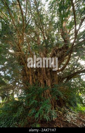 2.700 Jahre alte Eibe auf dem Friedhof der All Saints' in Norbury, Shropshire, Großbritannien. Stockfoto