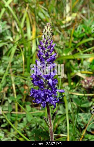 Veronica spicata (dotierten Ehrenpreis) ist ein gemäßigtes Eurosiberian Arten in gut-durchlässigen, nährstoffarme Böden gefunden. Stockfoto