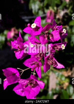 Lila bougainville Blumen im Heimatgarten Stockfoto