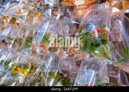 Bunte Fische im Beutel auf der Straße pet-Markt - Stockfoto