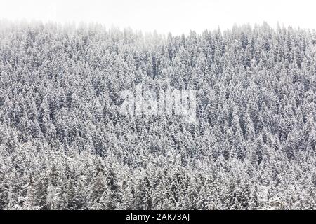 Nadelwald in die Berge mit Schnee bedeckt und mit Wolken Stockfoto