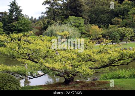 Eine niedrige, weitläufigen, gepflegten Baum vor einem Teich, eine Trauerweide, Japapnese Ahorn und Cyrpress Bäume in Seattle, Washington, USA Stockfoto