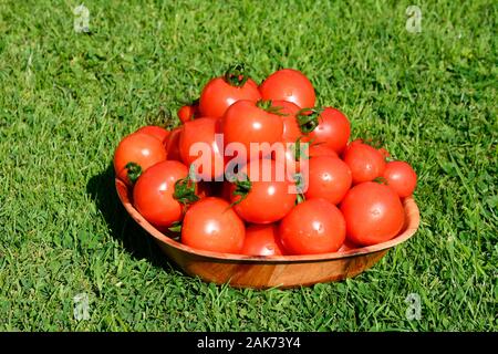 Eine Schüssel voller Mountain Magic Vielzahl von Tomaten, Großbritannien Stockfoto