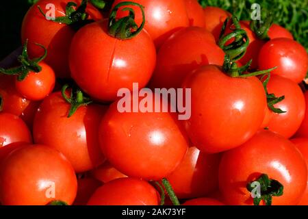 Eine Nahaufnahme einer Schüssel voll von Mountain Magic Vielzahl von Tomaten, Großbritannien Stockfoto