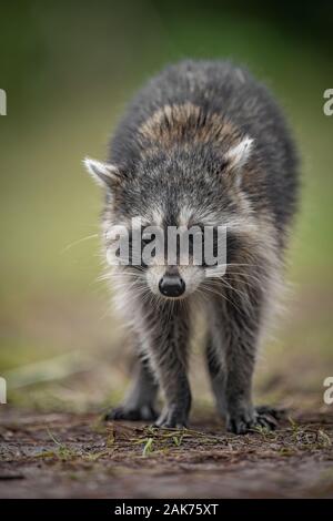 Ein Waschbär in einem Sumpf Stockfoto