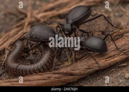 Gruppe von Schnecke Essen Käfer (Scaphinotus) zusammen Füttern mit einem tausendfüssler und Milben, die das Schwärmen über die Käfer sind. Eine endemische Art. Stockfoto