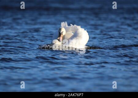 Ein zorniger Schwan in Bedrohung Körperhaltung jagt andere Schwäne aus einem See im Winter Stockfoto