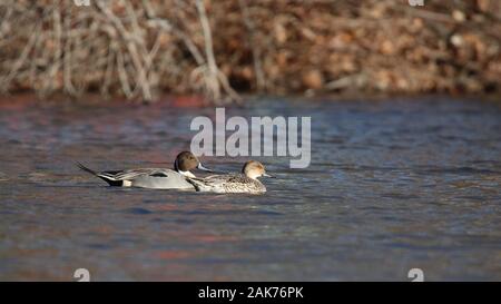 Den Nordpintailenten Anas acuta Schwimmen in einem Teich im Winter Stockfoto