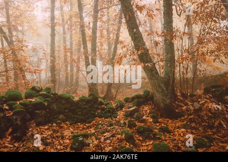 Landschaft mit Nebel in einem Kastanienwald in der Nähe von montanchez. Der Extremadura. Spanien. Stockfoto