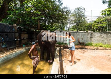 Frau petting ein Elefant in Colombo, Sri Lanka, 2020 Stockfoto