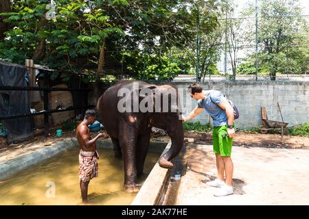 Mann petting ein Elefant in Colombo, Sri Lanka, 2020 Stockfoto