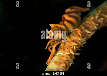 Sansibar Peitsche Coral Garnelen (Dasycaris zanzibarica). Unterwasser Makrofotografie von Anilao, Philippinen Stockfoto