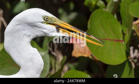 Silberreiher eine Echse gefangen hat, Sanibel Island, Florida, USA Stockfoto