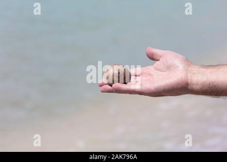 Shark Auge, Neverita duplicata, an Hand, Sanibel Island, Florida. USA Stockfoto