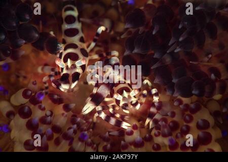 Coleman Shrimps (Periclimenes colemani) Sitzen als Paar auf Feuer Seeigel. Unterwasser Makrofotografie von Anilao, Philippinen Stockfoto