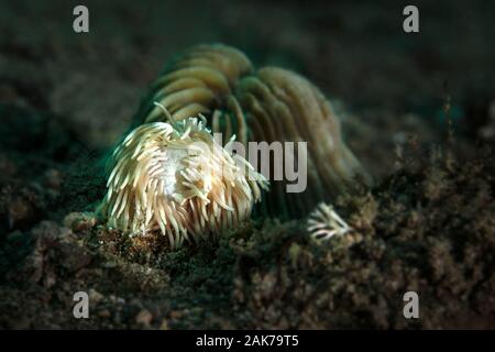 Nacktschnecke Phestilla sp. Unterwasser Makrofotografie von Anilao, Philippinen Stockfoto