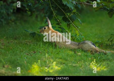 Ein wildes Kaninchen streckt seine langen Beine im Gras Stockfoto