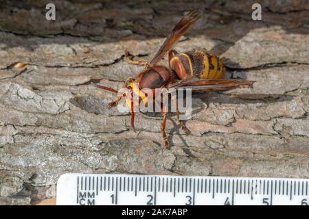 Hornet (Vespa-Krabbe). Königin, weiblich. Schwarze und gelbe Streifen. Warnfarben, die von Mensch und Tier verwendet werden und das Überleben ermöglichen. Stockfoto