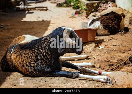 Ein schwarzes Schaf liegt auf einer staubigen Straße in Insel Goree, Senegal, Afrika. Daneben hat einen Behälter mit Essen. Ausruhen im Schatten der Häuser aus Stein. Stockfoto