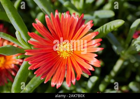 Nahaufnahme der Roten trailing ice-Werk - Lampranthus Californica auf den Kanarischen Inseln. Stockfoto