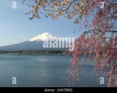 Mt Fuji mit rosa und weißen Kirschblüten in Japan Stockfoto