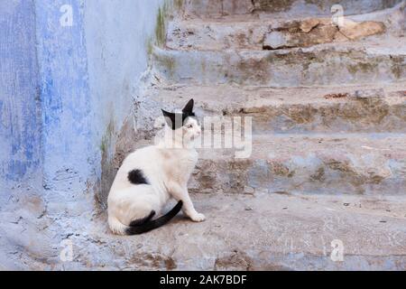 Schwarz-weiße Katze auf einem Schritt in der Medina von Chefchaouen (auch Chaouen genannt), Marokko Stockfoto