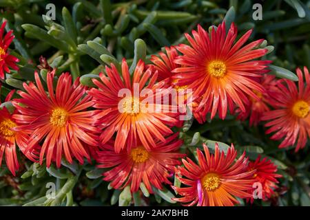 Nahaufnahme der rote Mittagsblume - lampranthus Californica auf den Kanarischen Inseln. Stockfoto