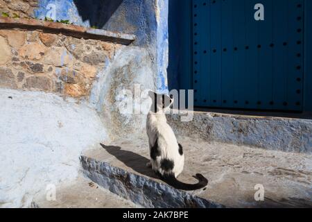 Schwarze und weiße Katze, die vor der Haustür vor der blauen Tür in der Medina von Chefchaouen (auch bekannt als Chaouen), Marokko, sitzt Stockfoto