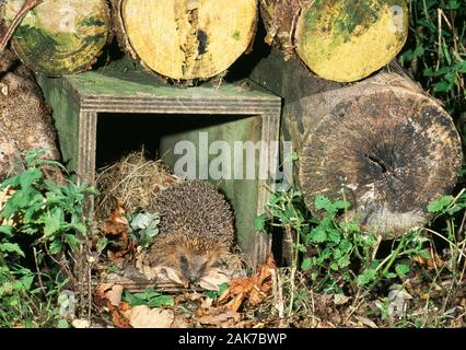 Igel (Erinaceus europaeus), der aus dem Tunneleingang des Nistkastens entsteht, der innerhalb eines Gartenholz-Haufens versteckt ist. Stockfoto