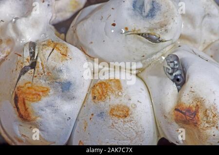 GRASSCHLANGE (Natrix natrix). Vollzeit, Eier brüten. Gleichzeitig. Die durch den Eizahn an der Spitze der Nase hervorgerufenen, zerschnittenen Öffnungen beachten. Stockfoto
