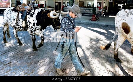 Fort Worth, Texas, 31.01.4,2020-Longhorn Rinder Antrieb an der Fort Worth Stockyards. Cowboy texting und fahren einen großen Stier. Stockfoto