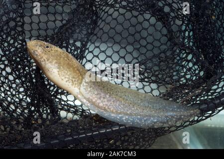 AMERIKANISCHE BULLFROG Kaulquappe Lithobates (Rana) clesbeianus. Ein versehentlicher Import mit Goldfish nach Großbritannien. Aus den USA. In einem Aquariumnetz. Stockfoto