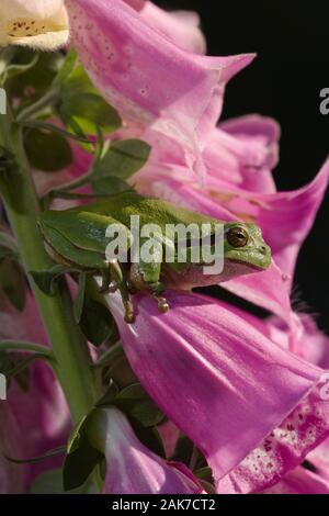 Laubfrosch (Hyla arborea). Unter den Blumen von Fingerhut (Digitalis purpurea). Stockfoto