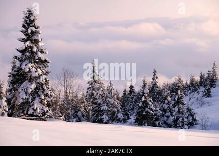 Winterlandschaft von Sis Dağı plateau Wald in Trabzon Beşikdüzü Stockfoto