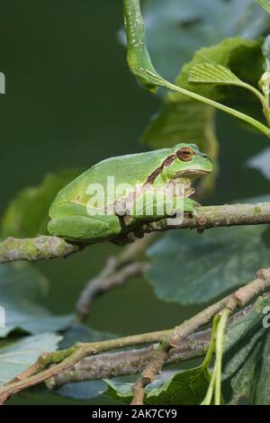 Gemeiner EUROPÄISCHER BAUMFROSCH (Hyla arborea). Stockfoto