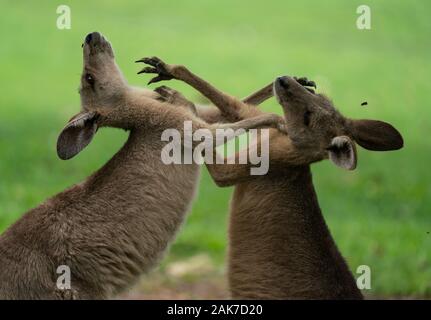 Junge Kängurus spielen bei der Bekämpfung der. Ein grünes Feld in Australien Stockfoto