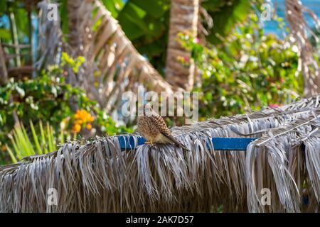 Erwachsene männliche Barbary oder Wanderfalken von der Insel La Palma, Kanarische Inseln in Spanien Stockfoto