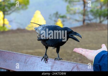 Smart Black Canary Krähe oder Rabe Vogel, Essen von Menschen Hand auf Wald Bank in der Caldera de Taburiente, Insel La Palma, Kanarische Inseln, Spanien Stockfoto